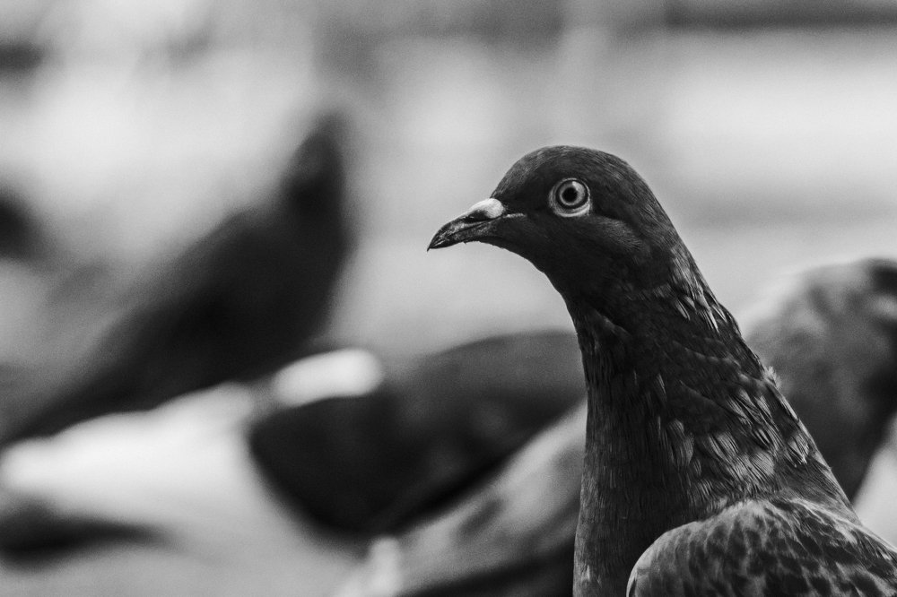 Photograph by Алексей Молчан