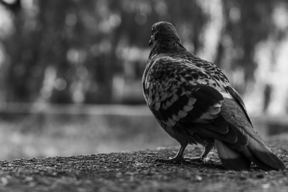 Photograph by Алексей Молчан