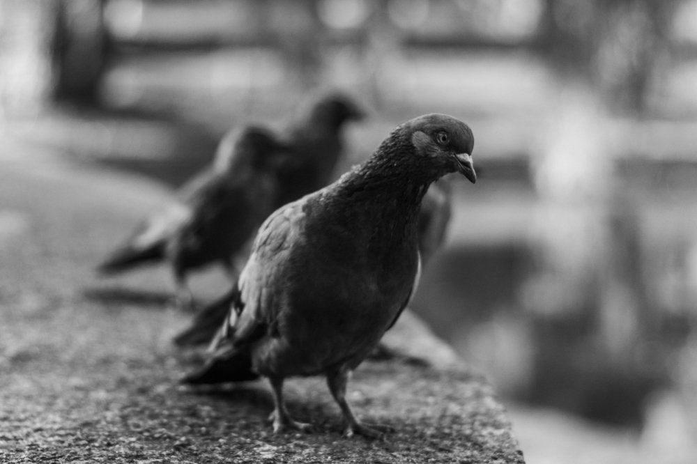 Photograph by Алексей Молчан