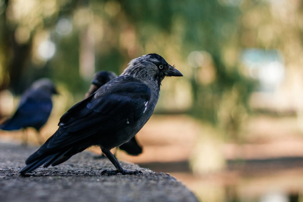 Photograph by Алексей Молчан