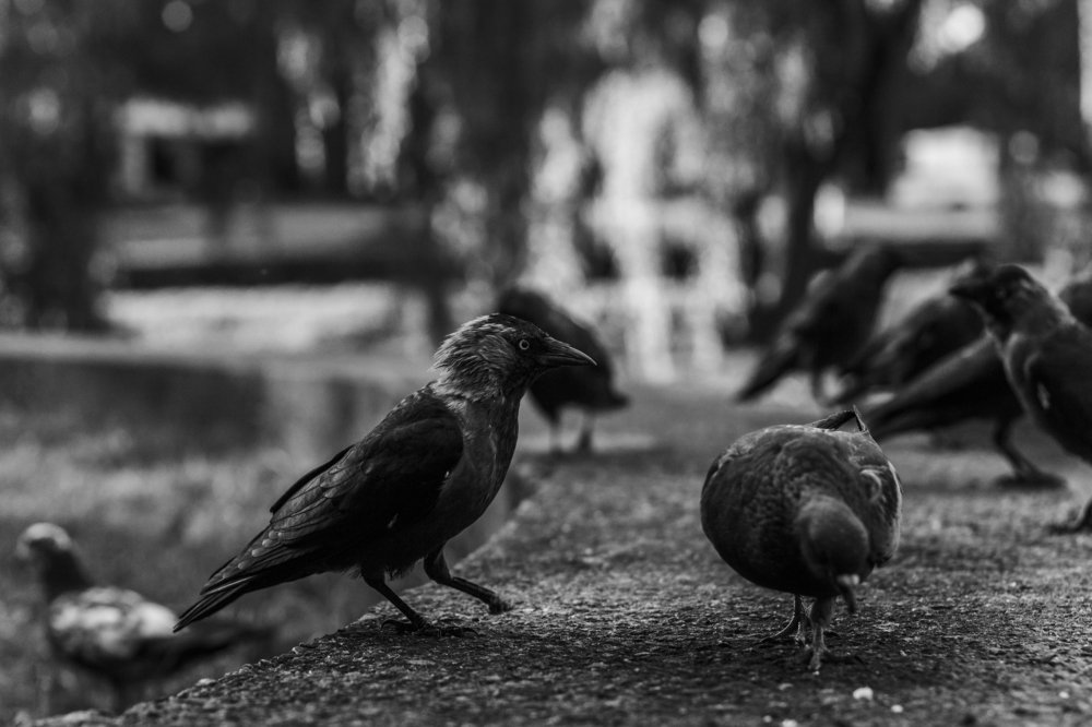 Photograph by Алексей Молчан