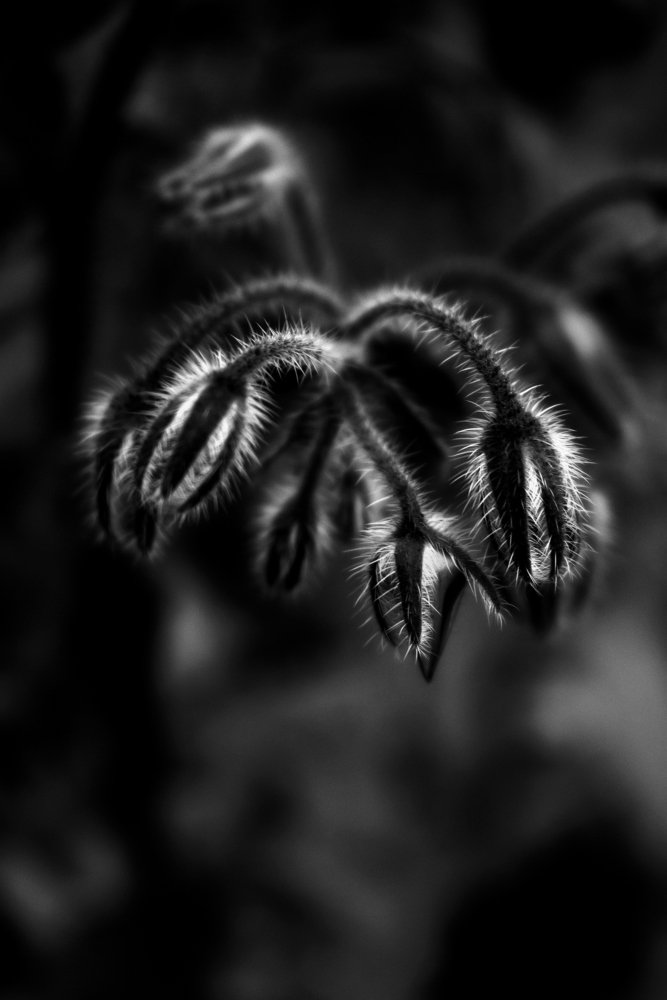 " Цветок - Паук "....