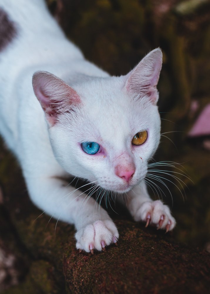 Photograph by Michael Jonathan