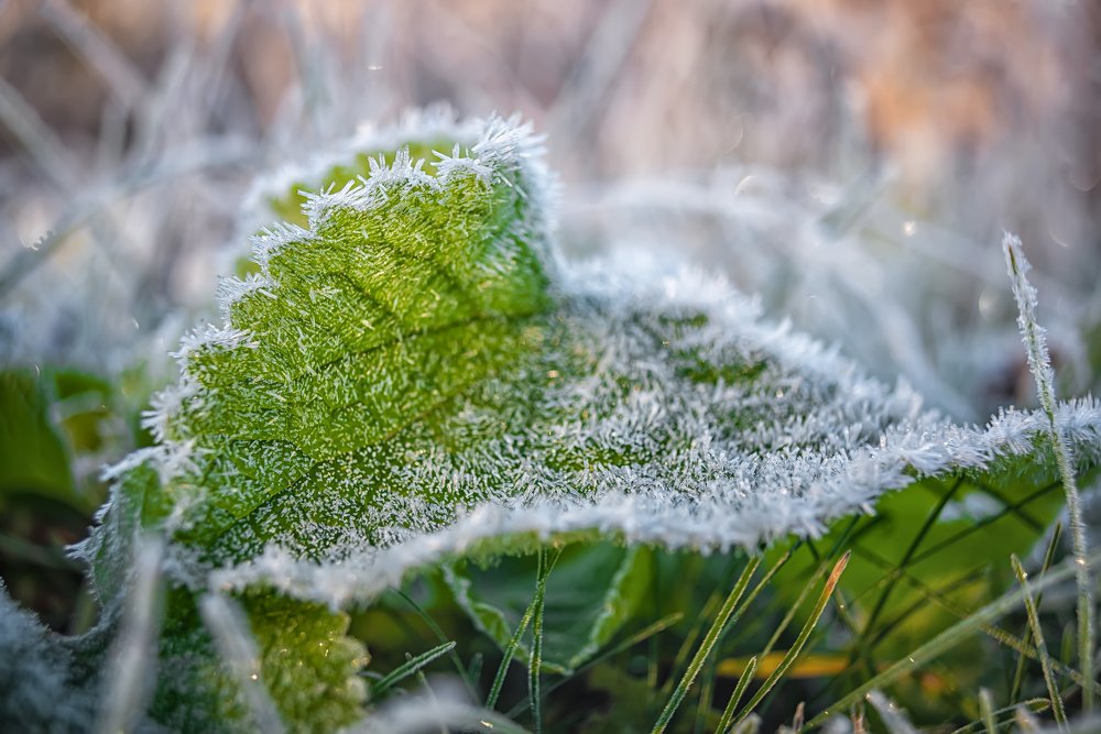 Сентябрьская изморозь
