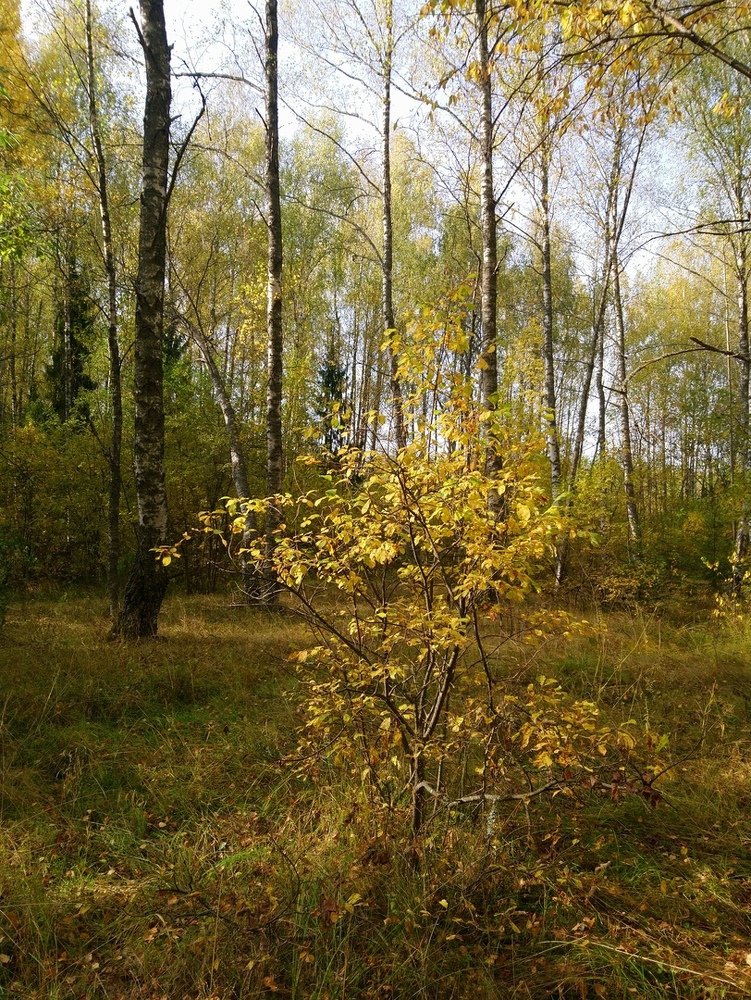 Photograph by Инна Голубева