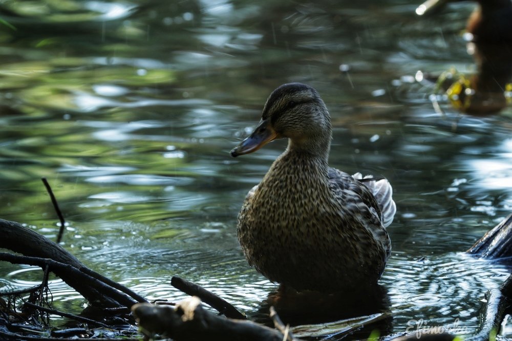 Photograph by Екатерина Ефимова