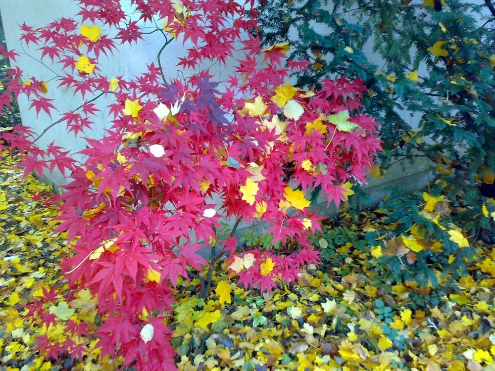 Три цвета осени