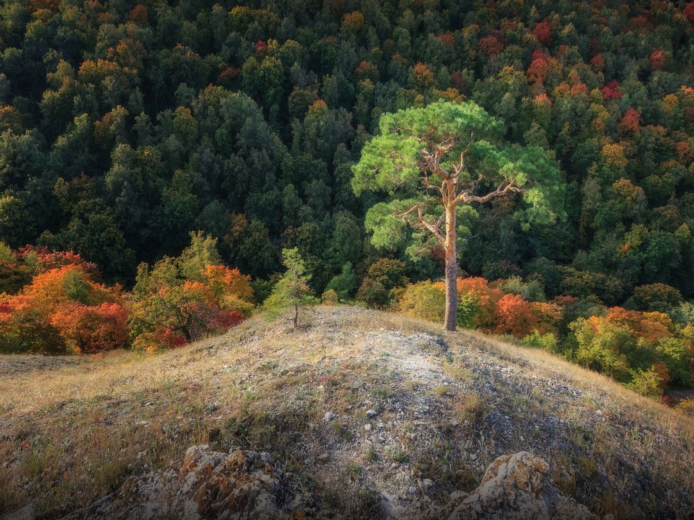 Autumn in the local national park Samarskaya Luka 2020