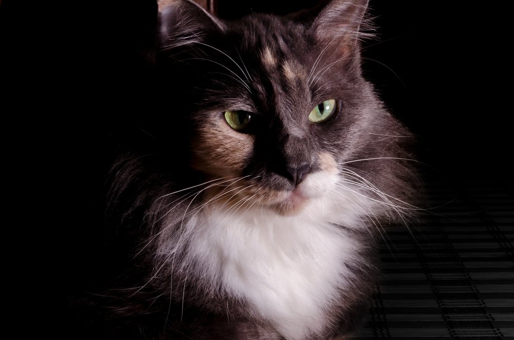 Photograph by Kamil Izzudin