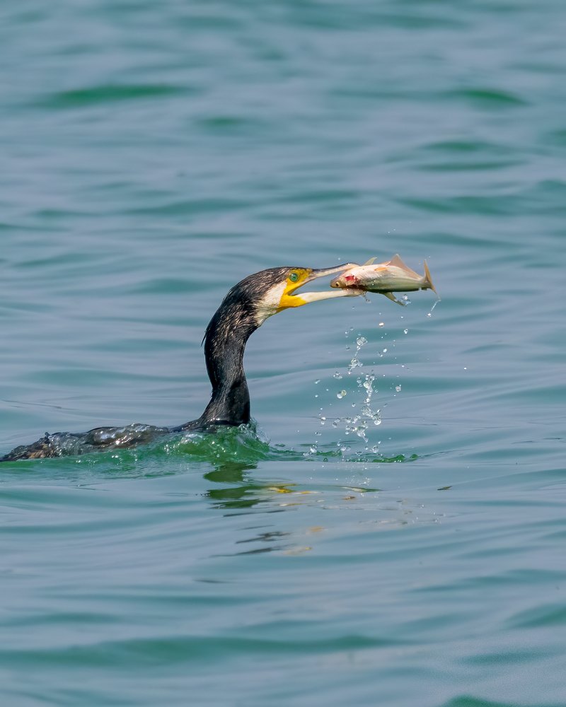 Photograph by Abhishek Kumar