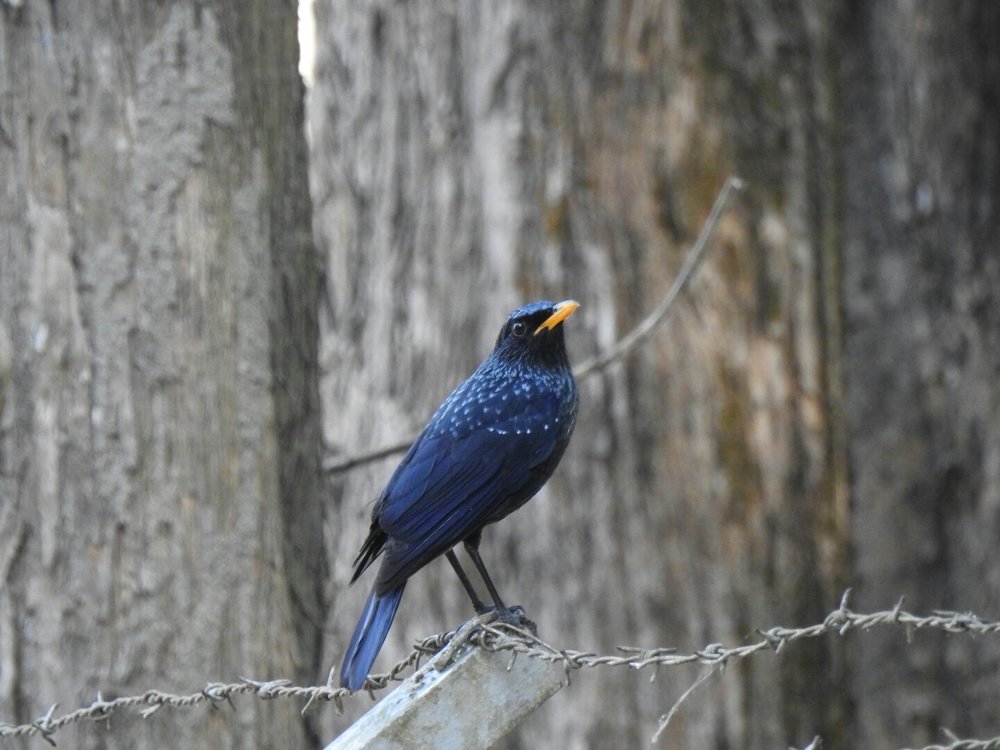 Whistling thrush aka Kalchura in local language