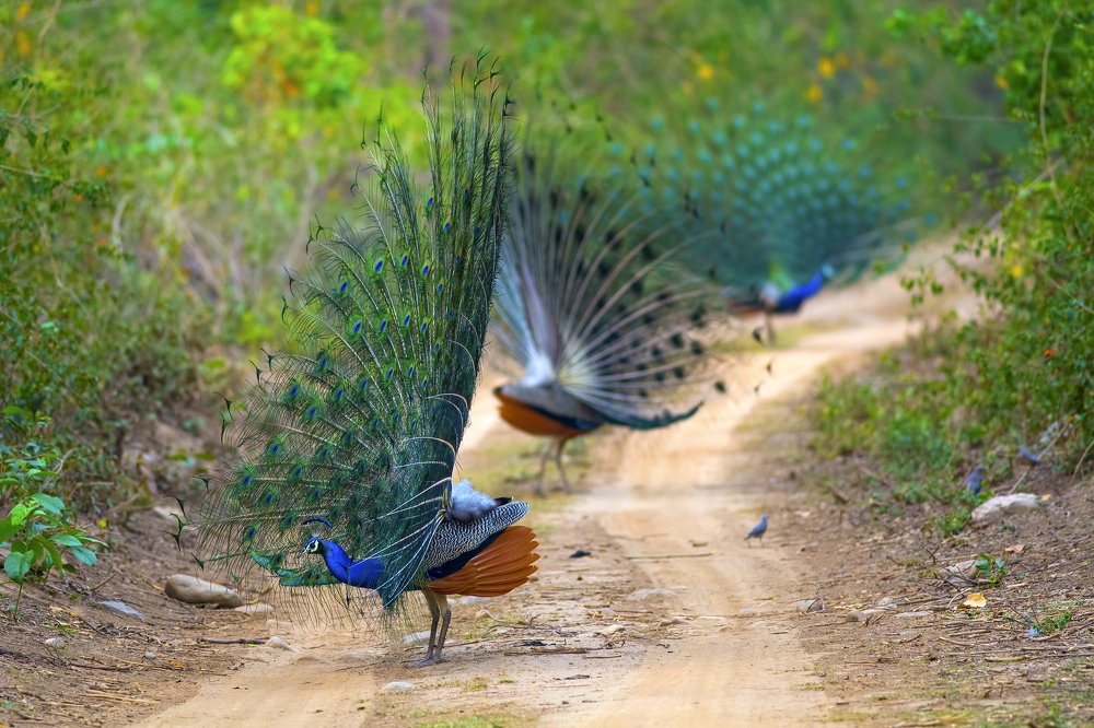 Dancers of the Jungle