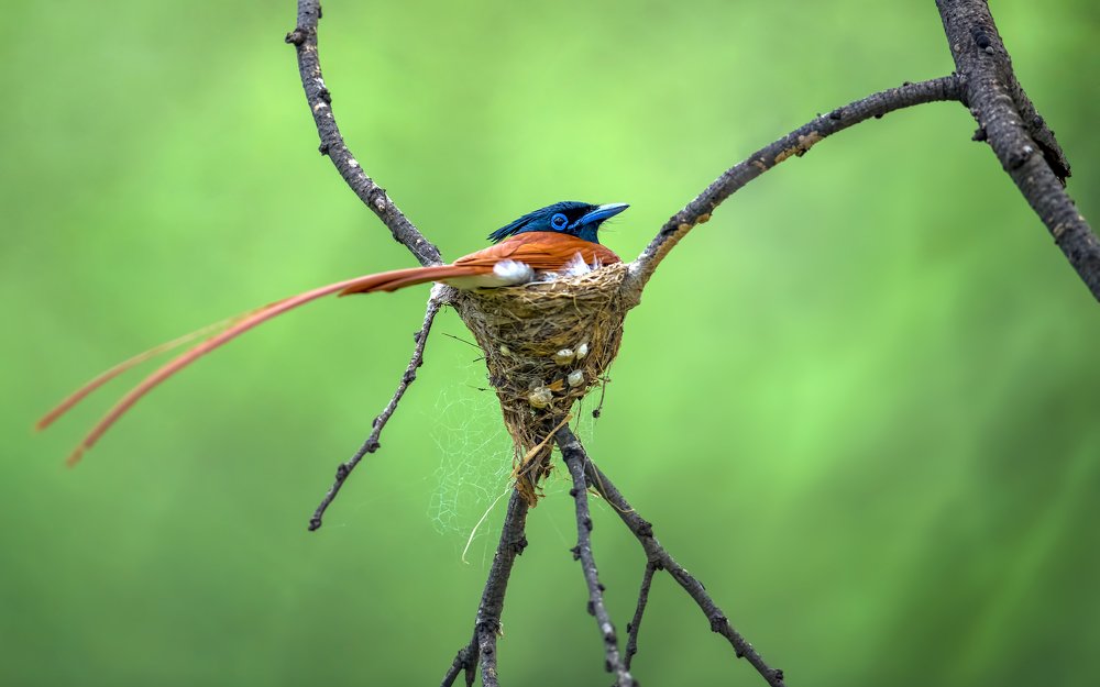 Indian Paradise Flycatcher