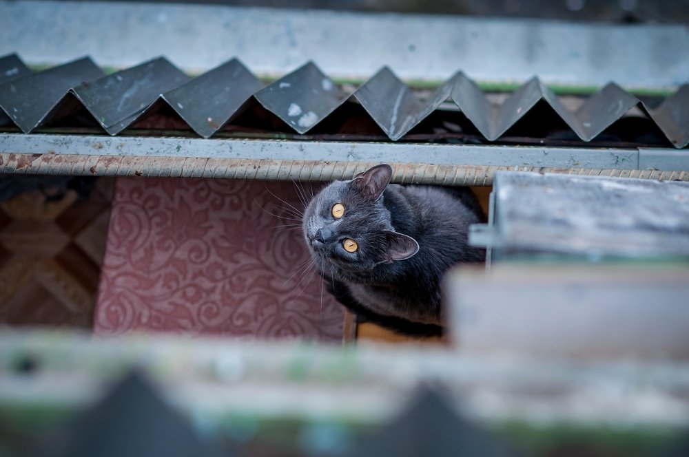 Фотография автора Александр Сенчуров