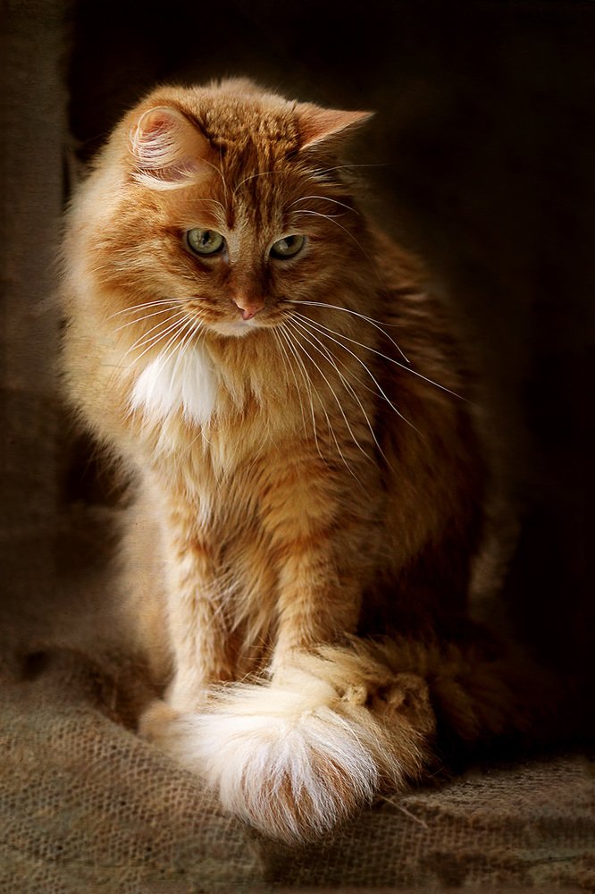 Photograph by Светлана Дерябина