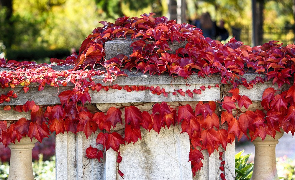 Фотография автора Марина Иванова