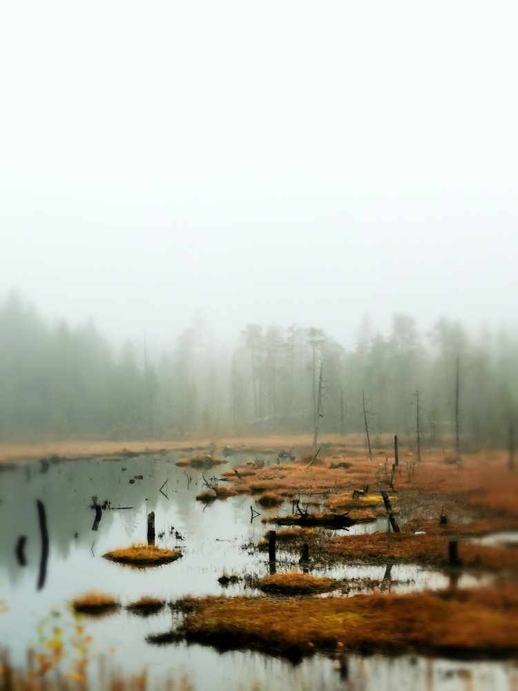 Туман на болоте