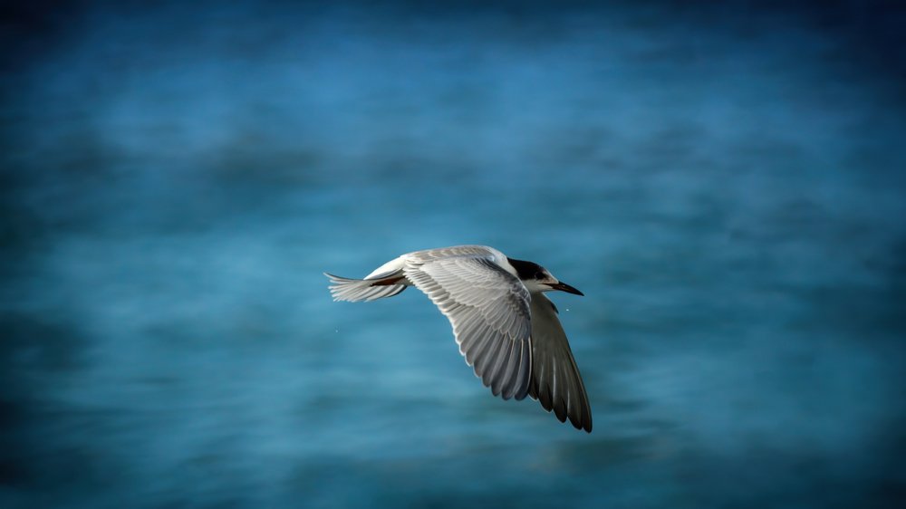 Птичий полет