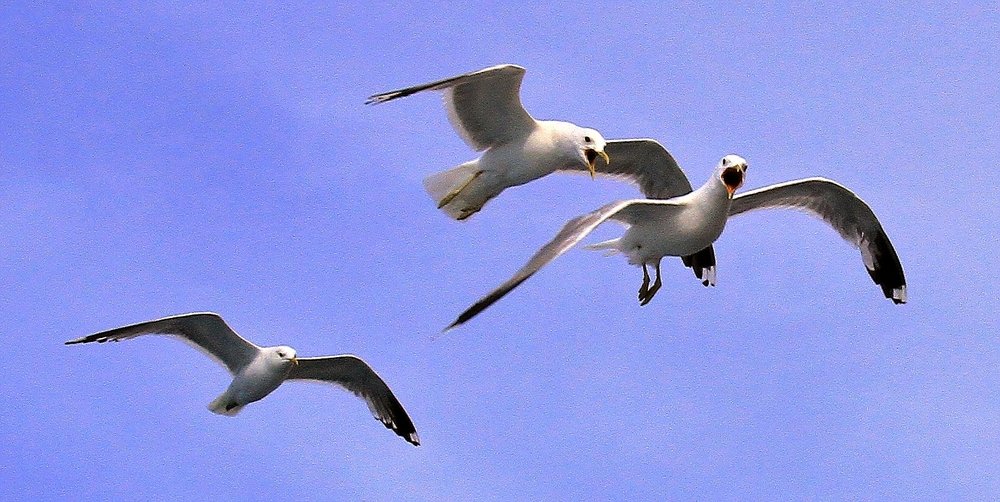 Маленький переполох...