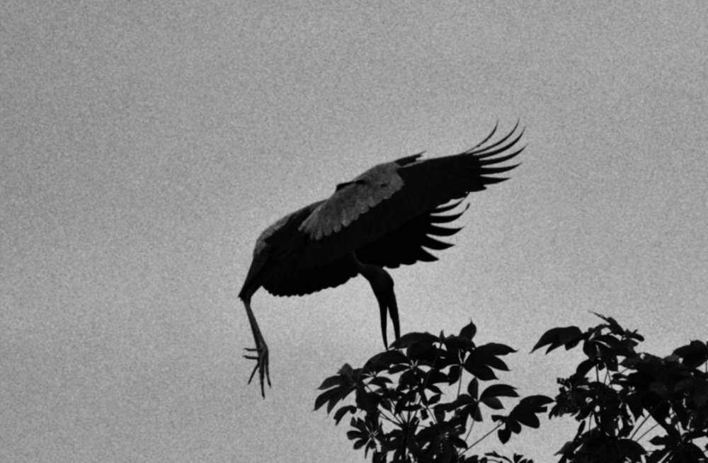 Photograph by Subrata Das