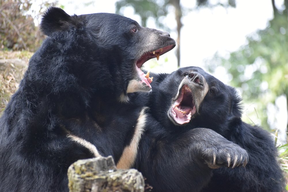 Photograph by Subrata Das