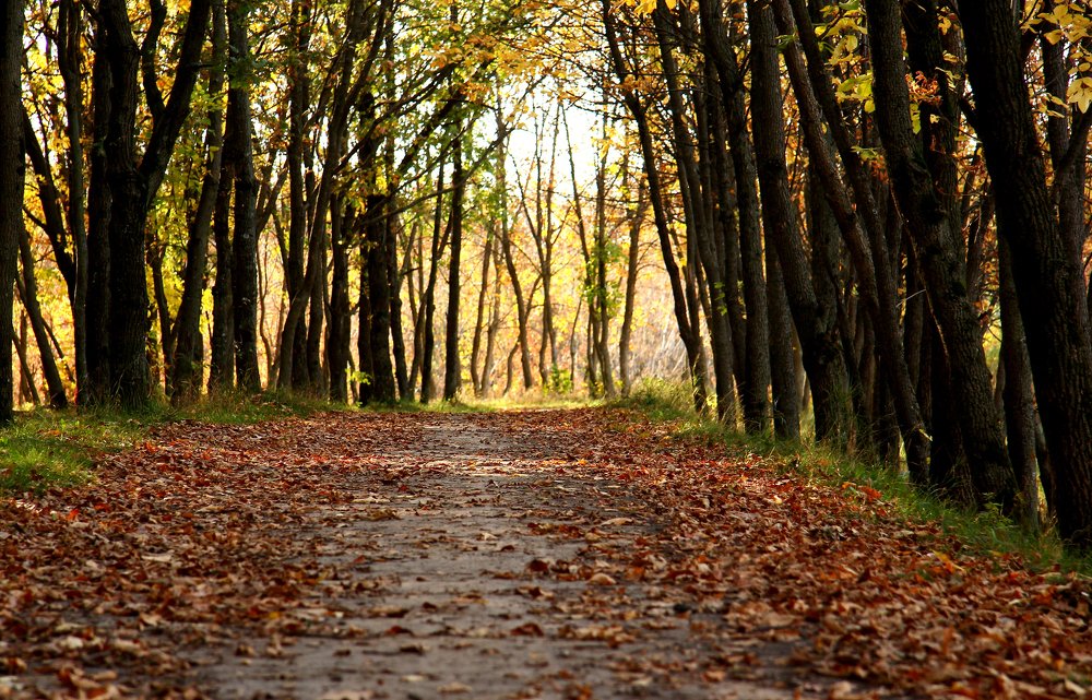 Photograph by Александр Малютин