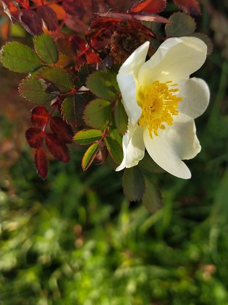Photograph by Александра Лукашевич
