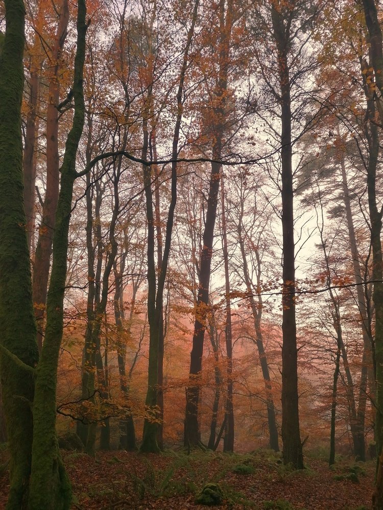 Autumn misty morning