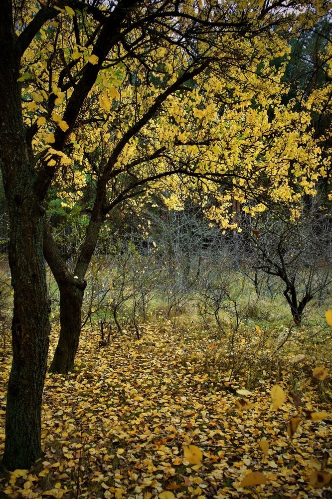 Photograph by Наталья Пирогова