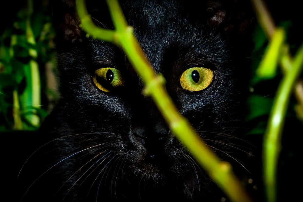 Cat's Eye