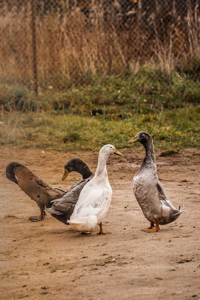 Фотография автора Мария Сурмачева