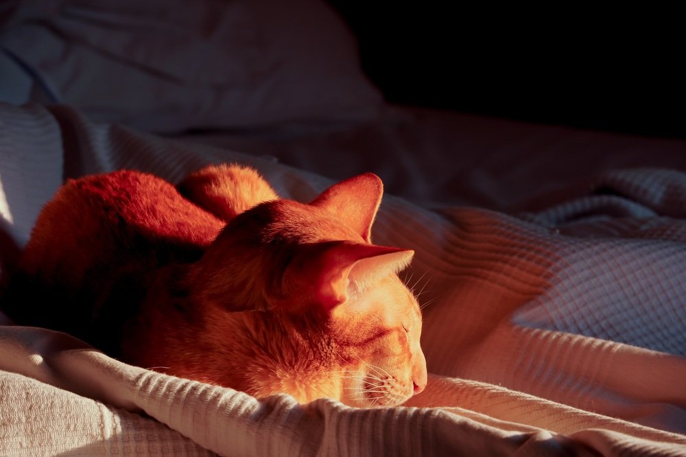 Фотография автора Наталья Князева