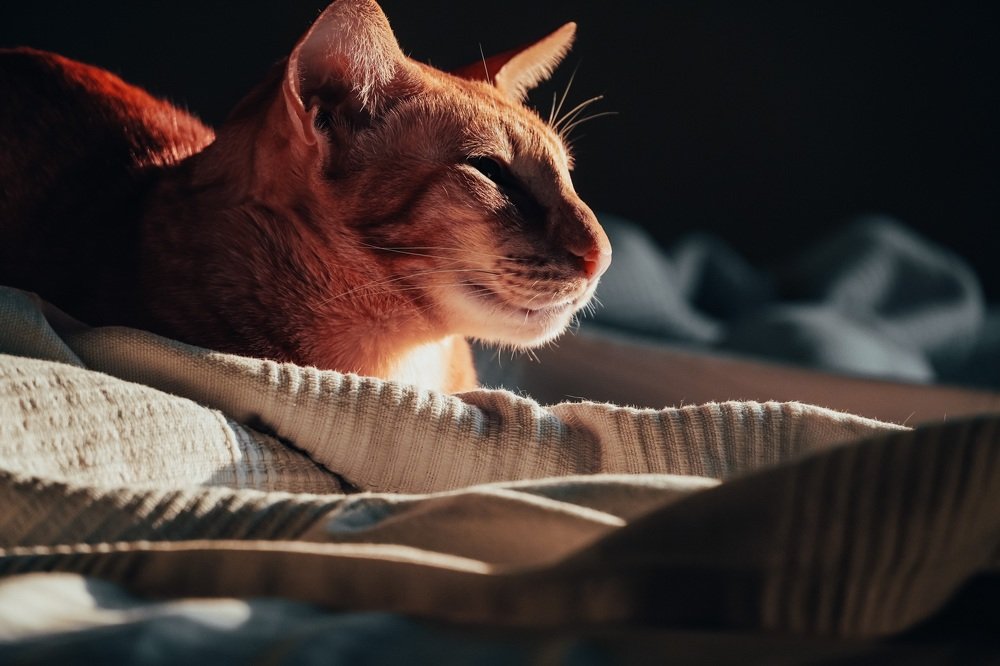 Фотография автора Наталья Князева