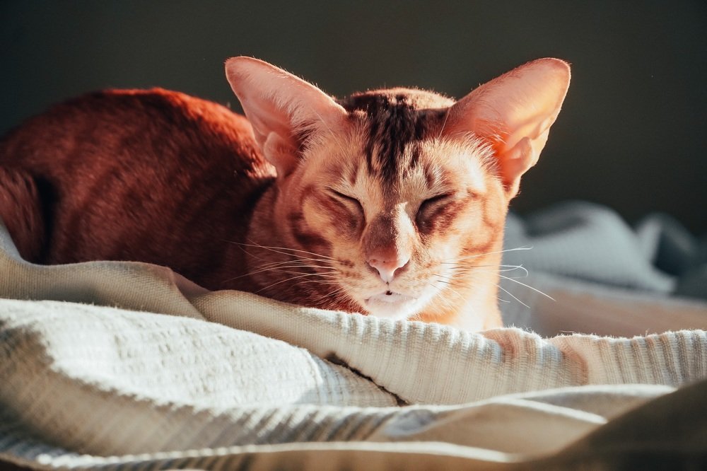 Фотография автора Наталья Князева