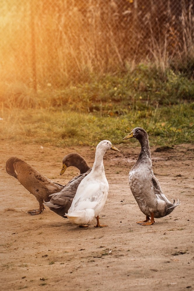 Фотография автора Мария Сурмачева