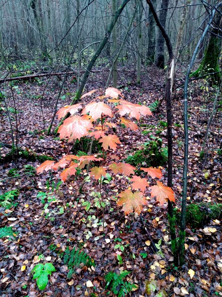 Photograph by Елена Малкова