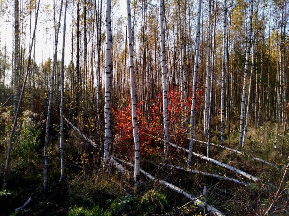 Photograph by Елена Малкова