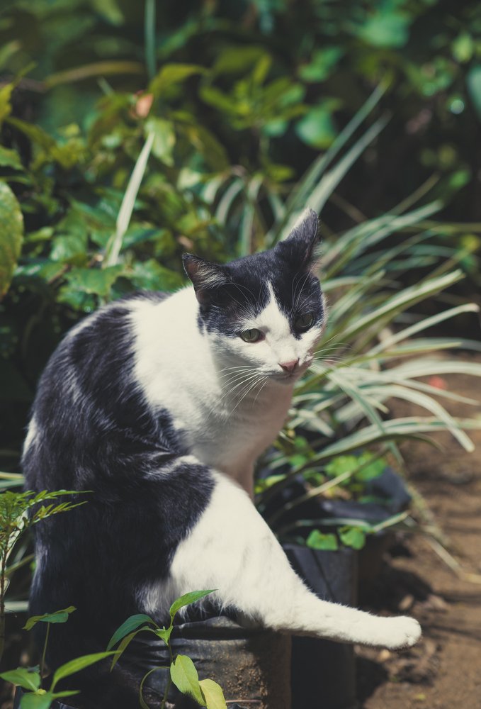 Photograph by Sumith Wickramasinghe