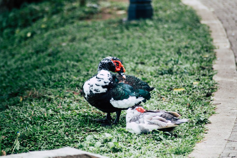 Photograph by Sumith Wickramasinghe