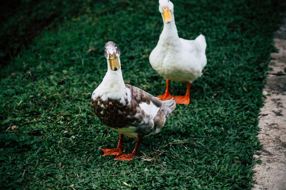 Photograph by Sumith Wickramasinghe