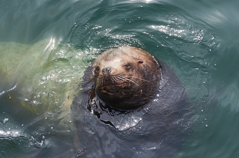 Фотография автора Никита Батищев