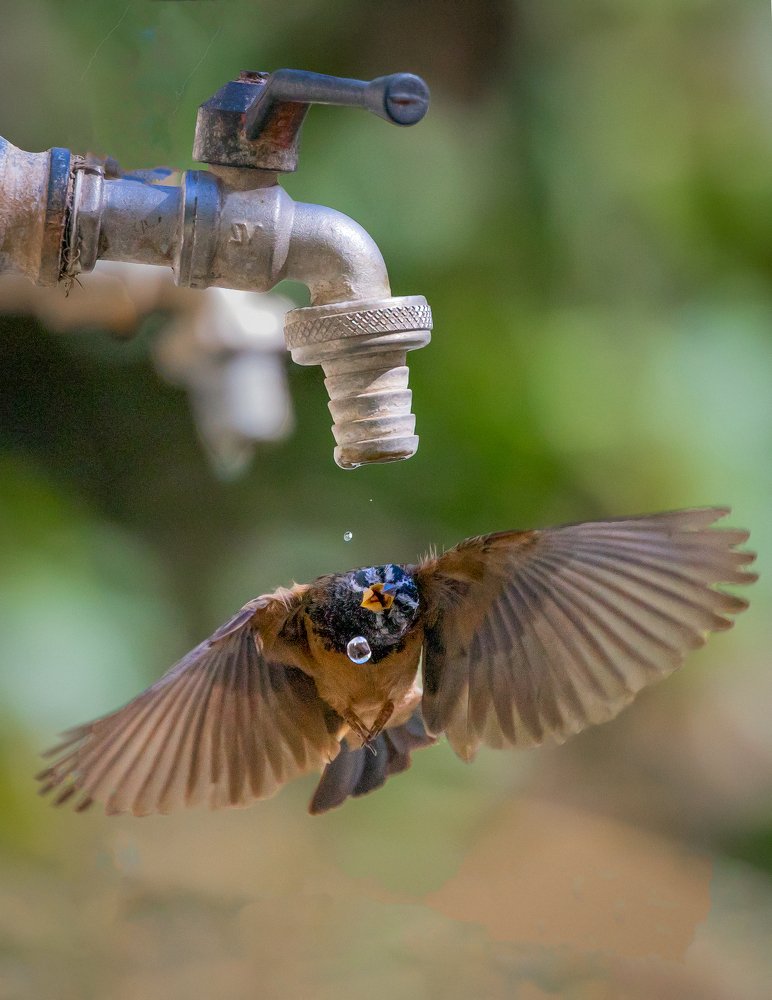 Photograph by Sooraj Jayaraj
