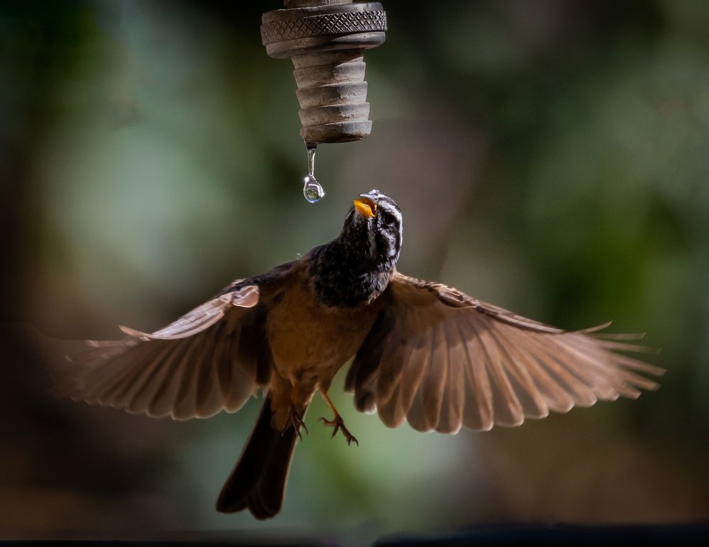 Save Water Save Life