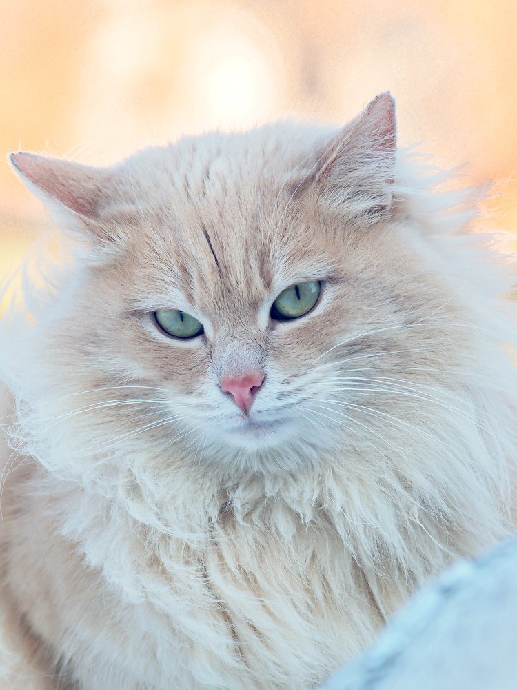 Photograph by Светлана Шибаршина