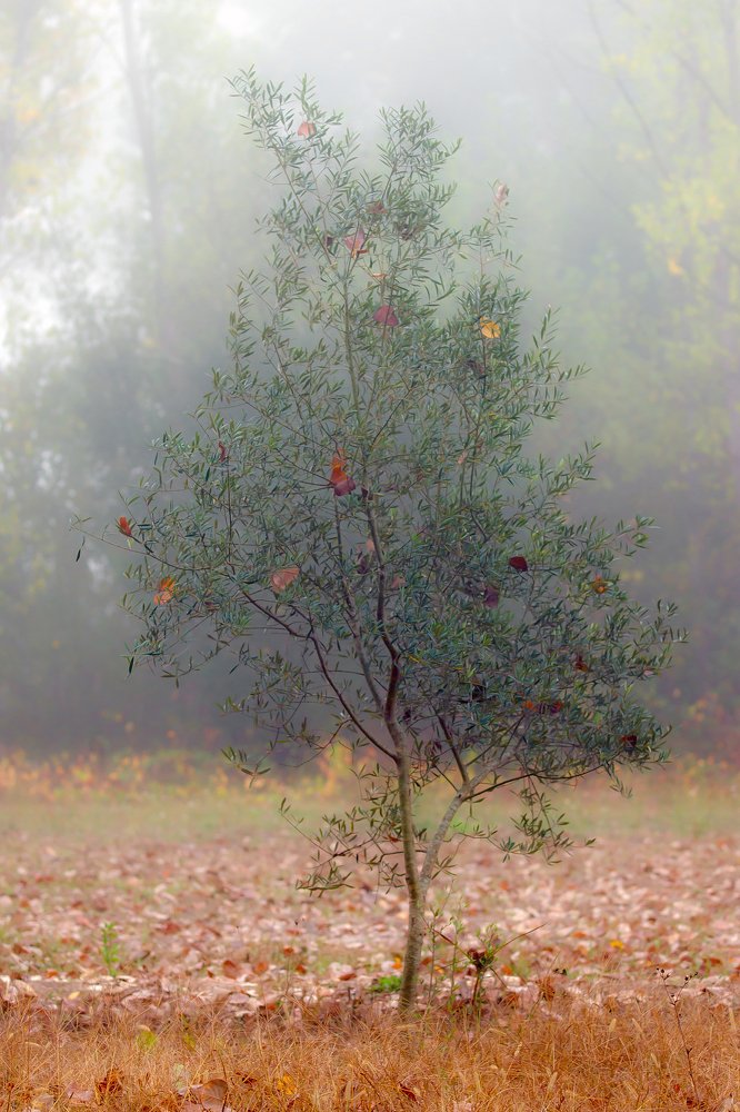 Photograph by Horácio Graça