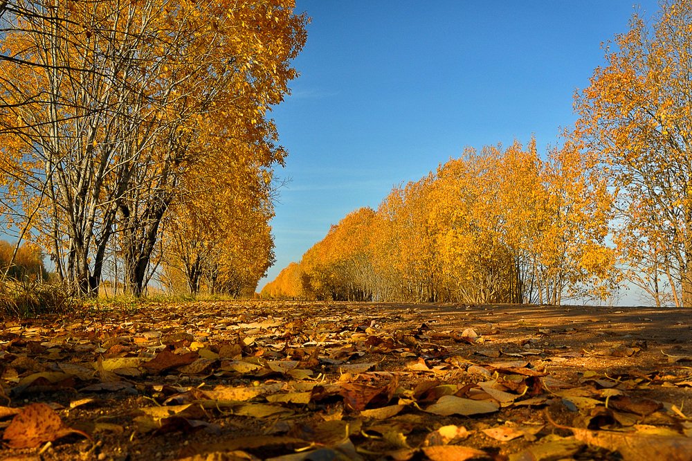Photograph by Игорь Овсиенко