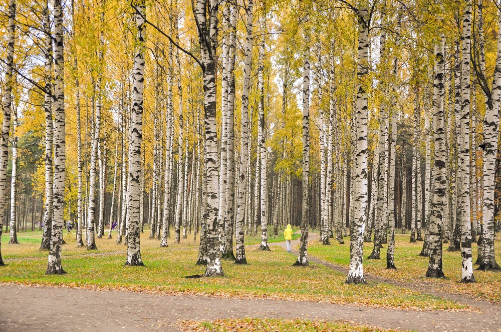 Березовый приют