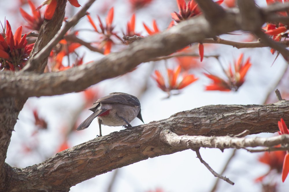 Фотография автора Siddharth Mohan