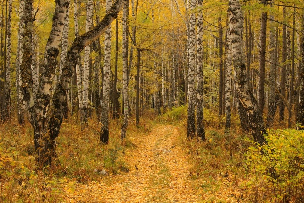 Photograph by Роман Достовалов