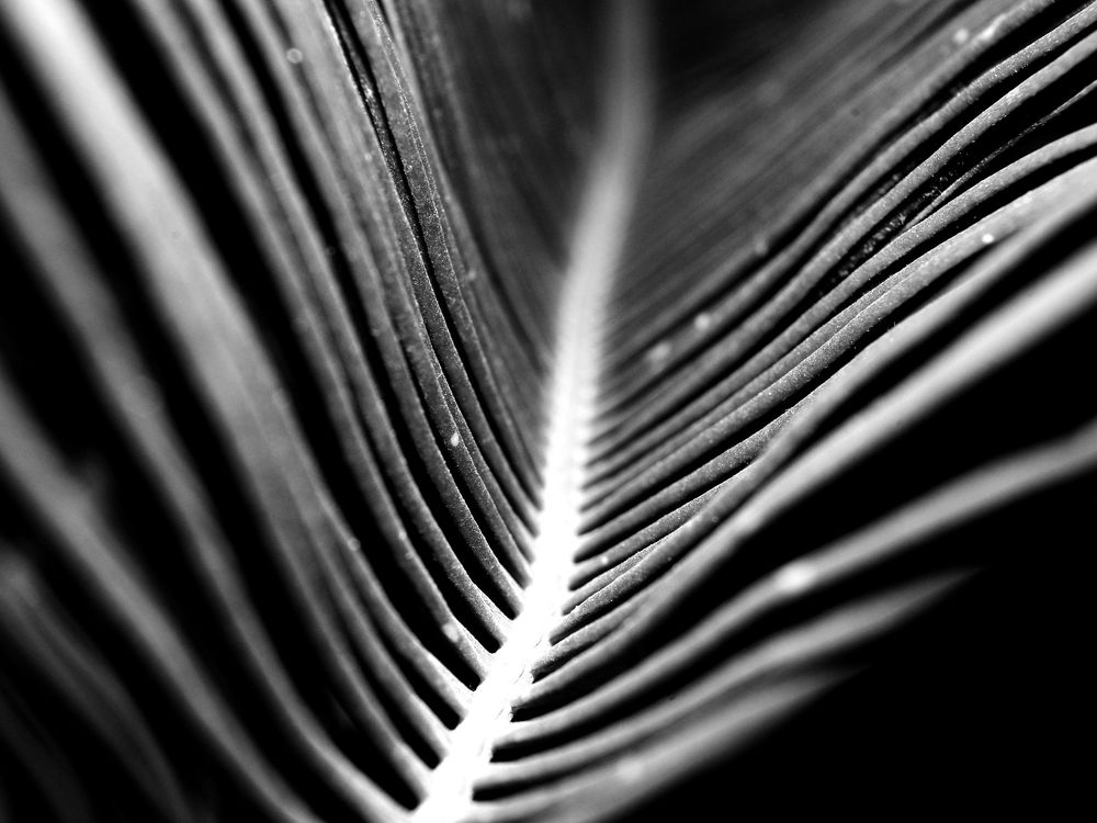 Photograph by cherise kilian